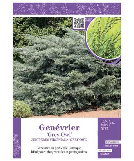 JUNIPERUS VIRGINIANA GREY OWL voir GENÉVRIER