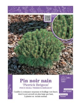 PINUS NIGRA PIERRICK BREGEON voir PIN NOIR NAIN