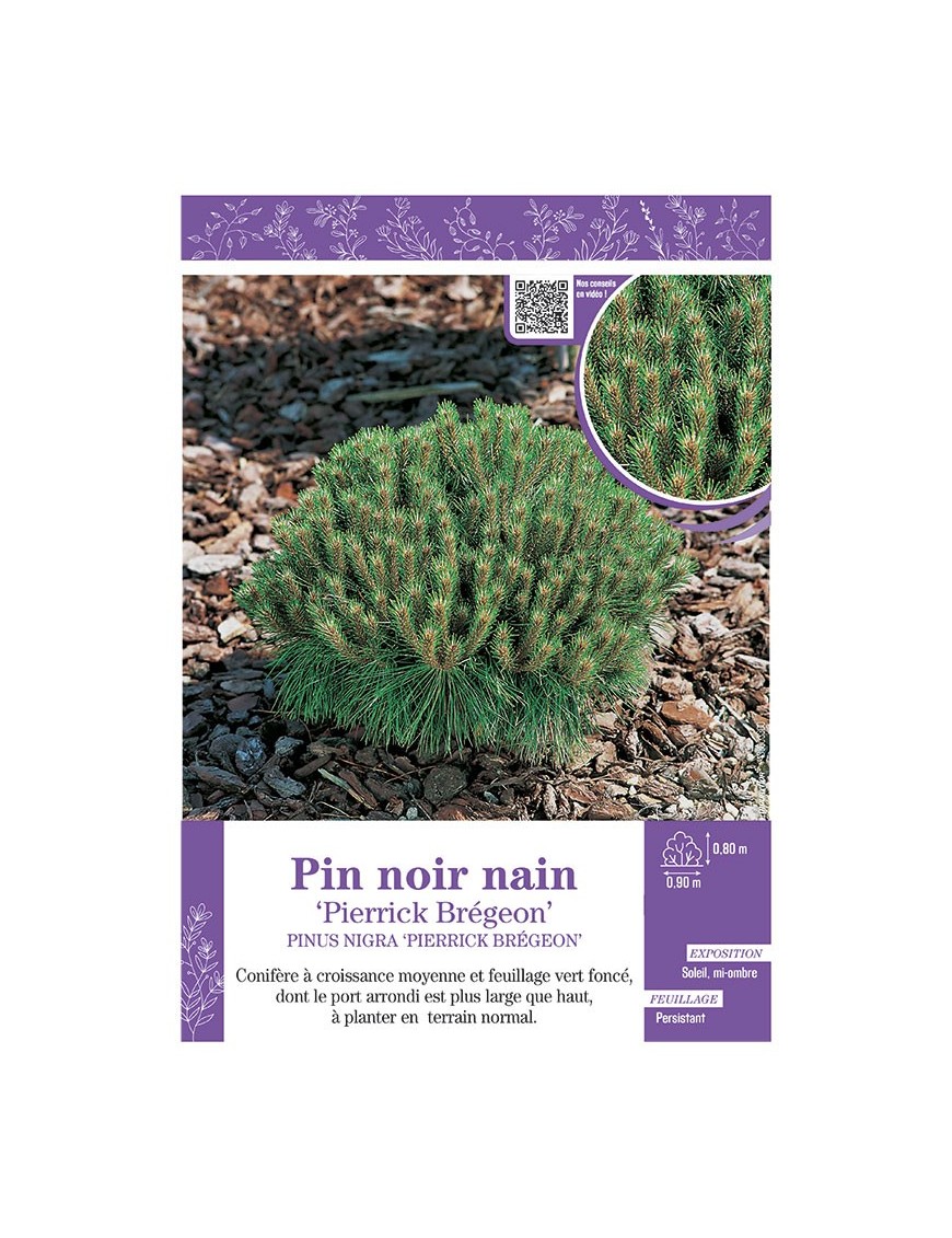 PINUS NIGRA PIERRICK BREGEON voir PIN NOIR NAIN