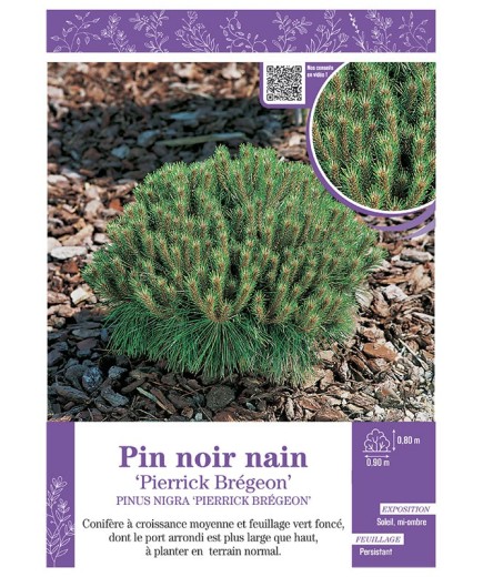 PINUS NIGRA PIERRICK BREGEON voir PIN NOIR NAIN