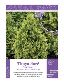 THUJA OCCIDENTALIS SUNKIST voir THUYA DORE