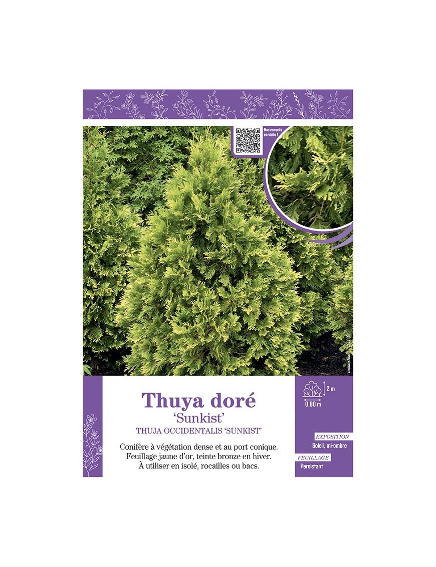 THUJA OCCIDENTALIS SUNKIST voir THUYA DORE