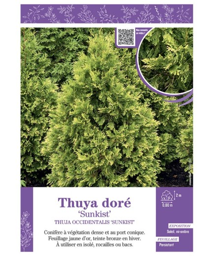 THUJA OCCIDENTALIS SUNKIST voir THUYA DORE