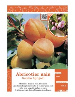 ABRICOTIER NAIN GARDEN APRIGOLD
