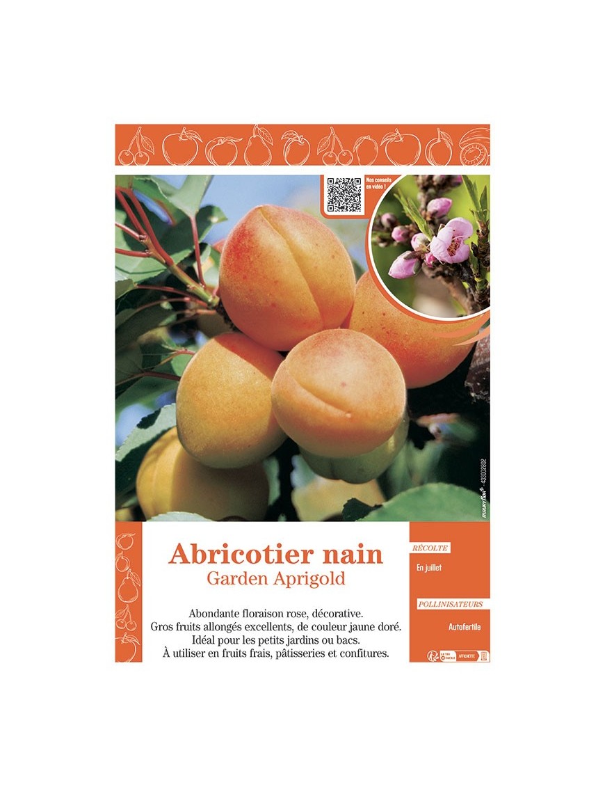 ABRICOTIER NAIN GARDEN APRIGOLD