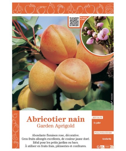ABRICOTIER NAIN GARDEN APRIGOLD