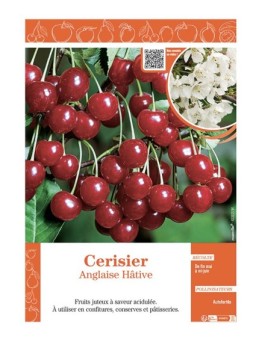 CERISIER ANGLAISE HÂTIVE