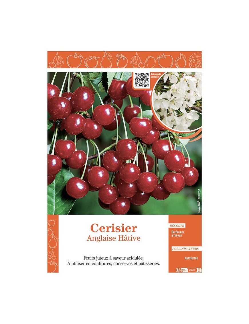 CERISIER ANGLAISE HÂTIVE