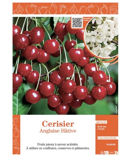 CERISIER ANGLAISE HÂTIVE