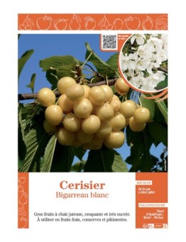 CERISIER BIGARREAU BLANC
