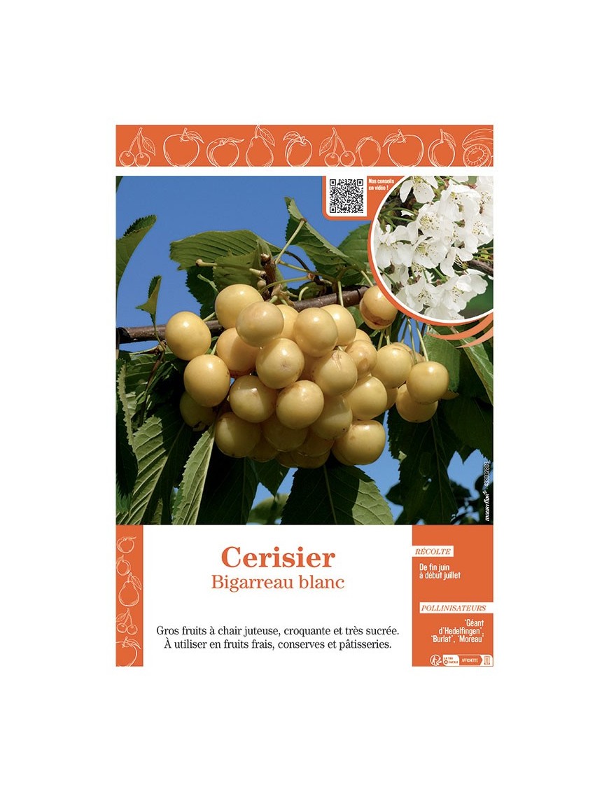 CERISIER BIGARREAU BLANC