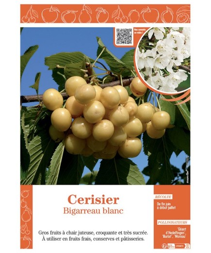 CERISIER BIGARREAU BLANC
