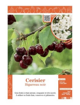 CERISIER BIGARREAU NOIR