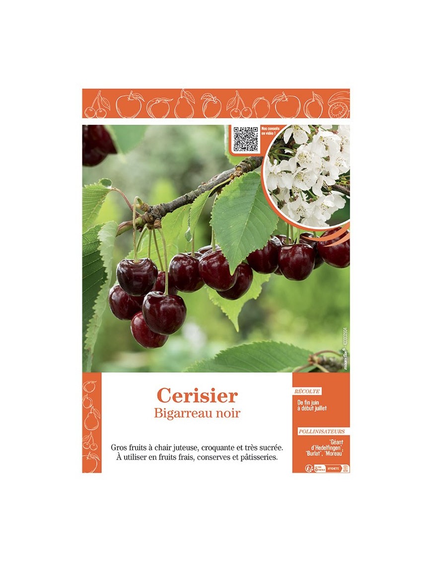 CERISIER BIGARREAU NOIR