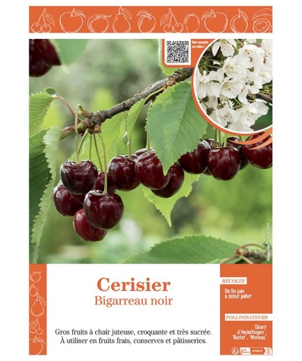 CERISIER BIGARREAU NOIR