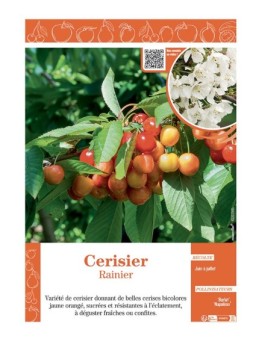 CERISIER RAINIER