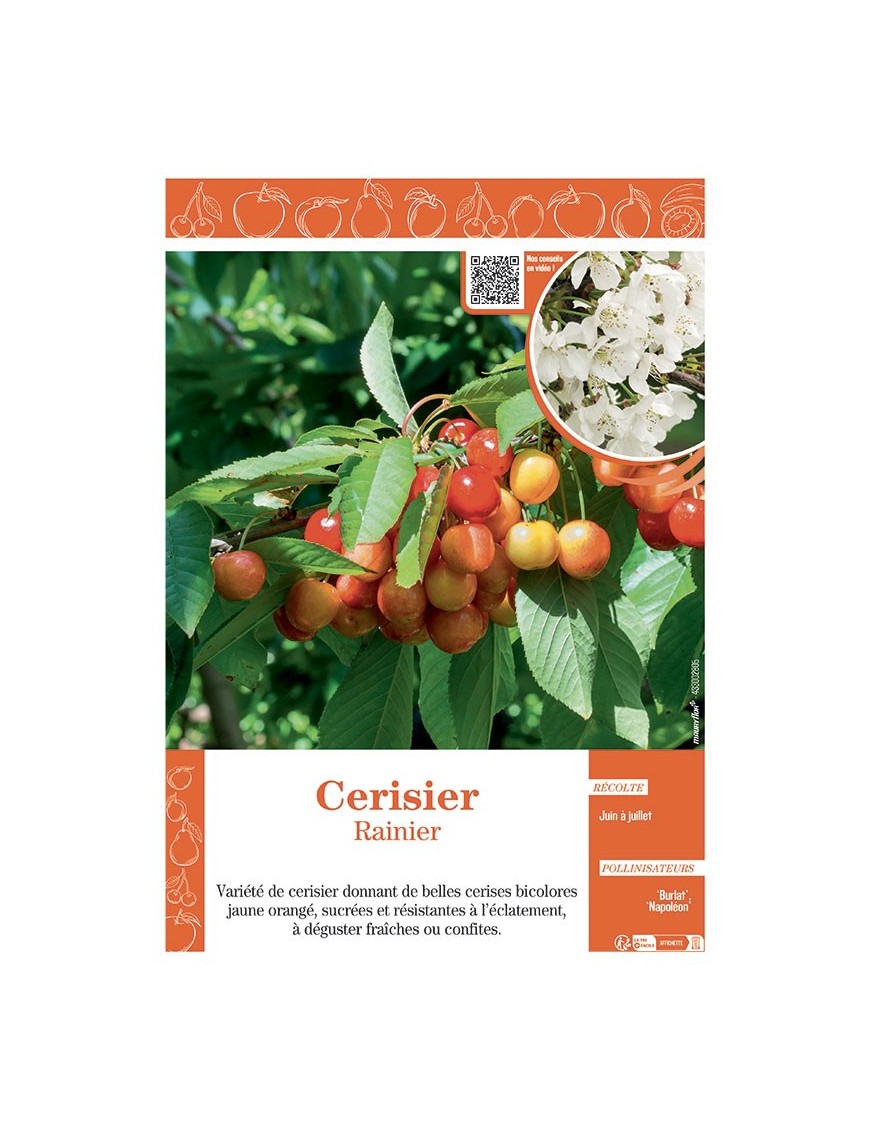 CERISIER RAINIER