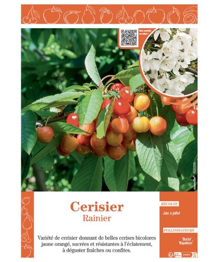 CERISIER RAINIER