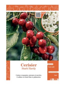CERISIER STARK HARDY