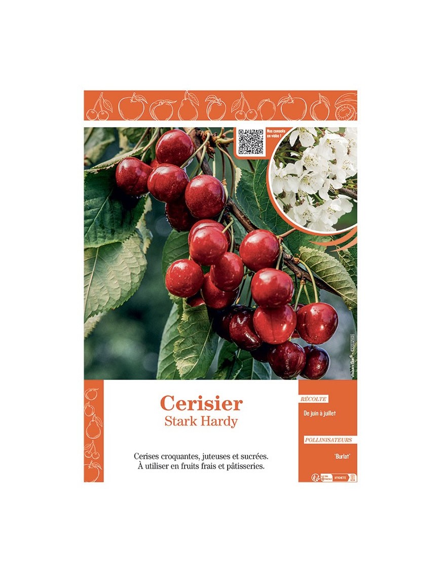 CERISIER STARK HARDY