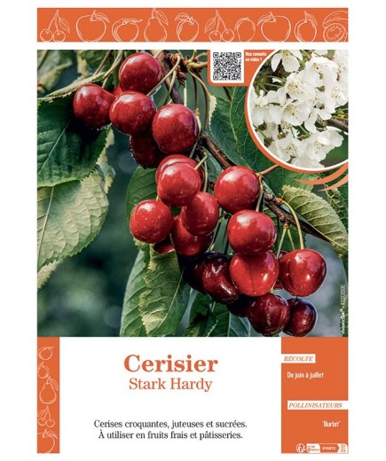 CERISIER STARK HARDY