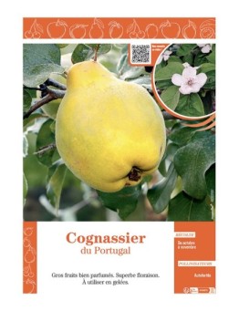 COGNASSIER DU PORTUGAL