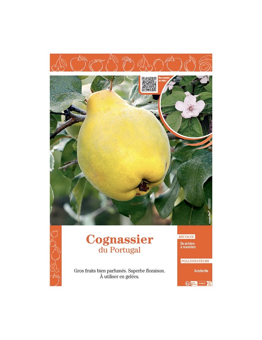 COGNASSIER DU PORTUGAL