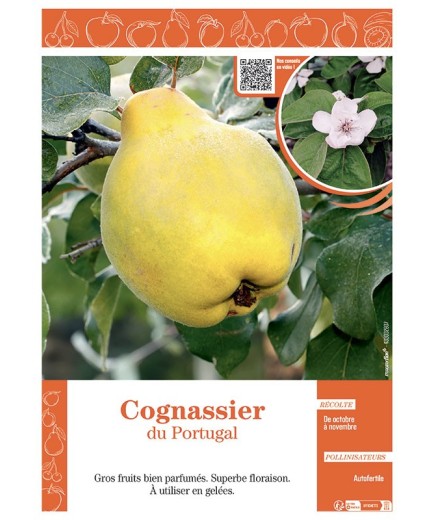 COGNASSIER DU PORTUGAL