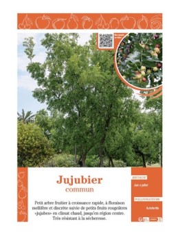 JUJUBIER COMMUN