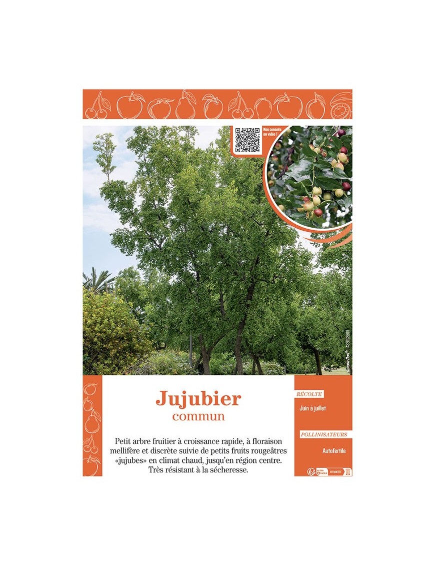 JUJUBIER COMMUN