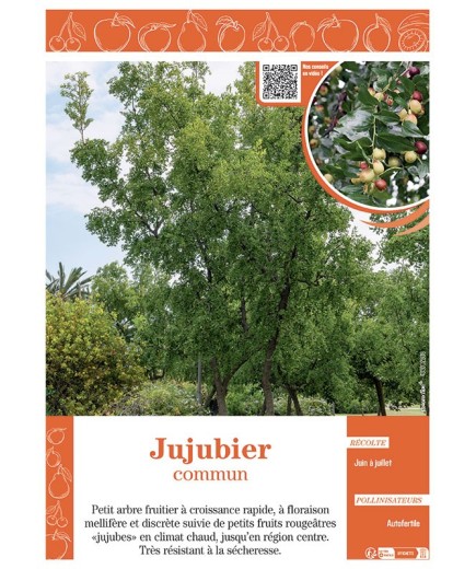 JUJUBIER COMMUN