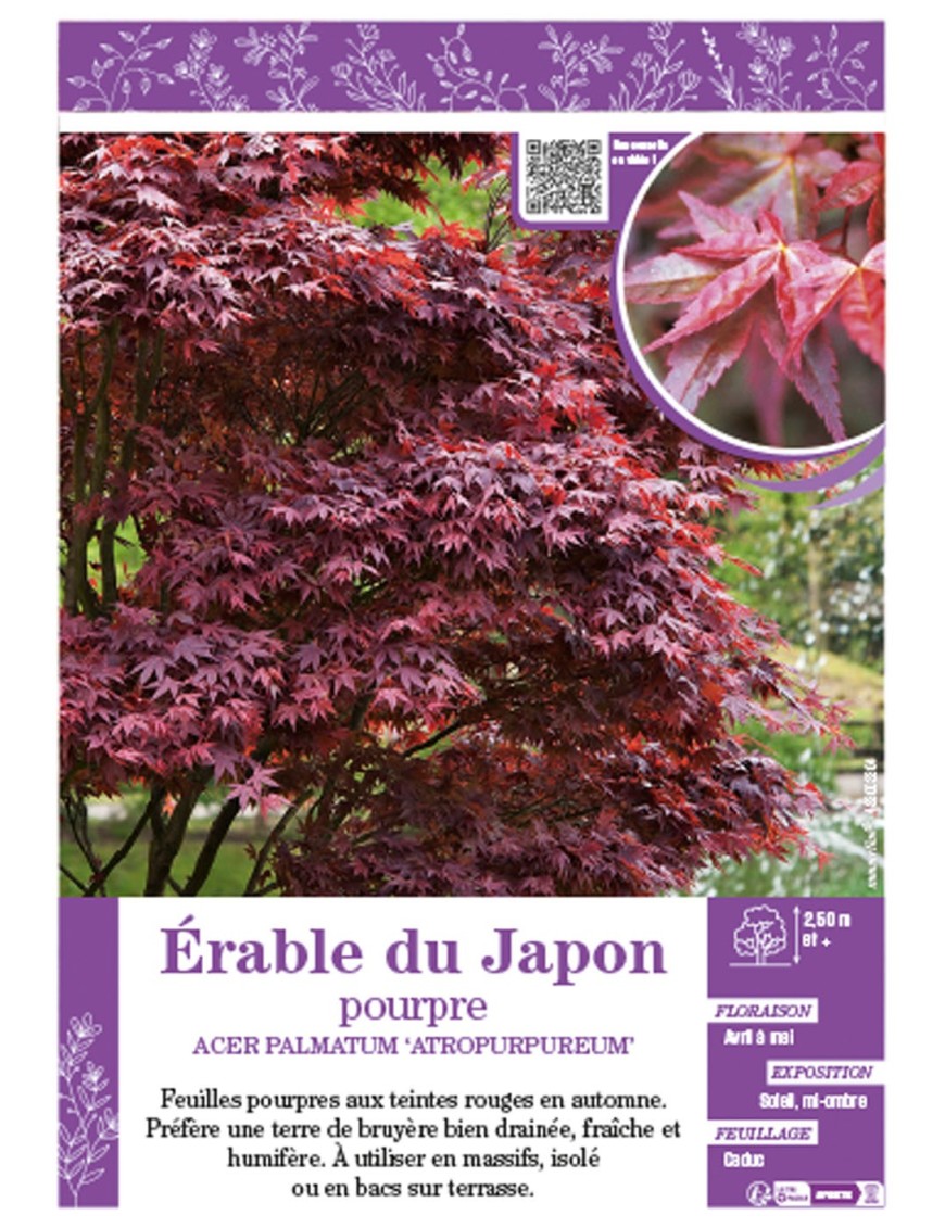 ACER PALMATUM ATROPURPUREUM voir ÉRABLE DU JAPON pourpre