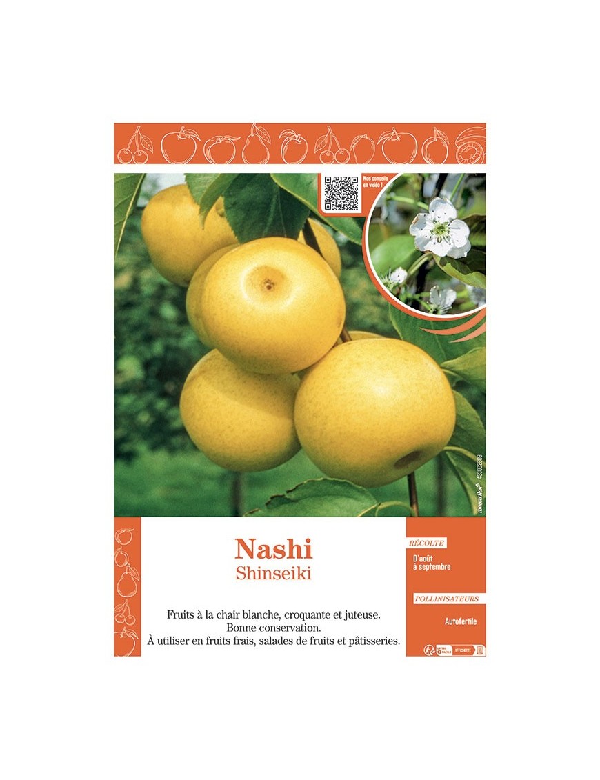 NASHI SHINSEIKI