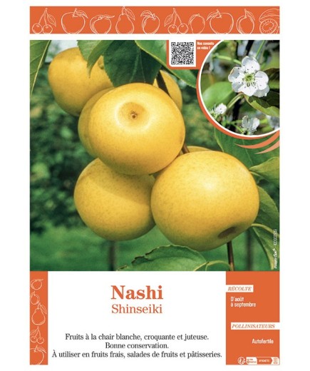 NASHI SHINSEIKI