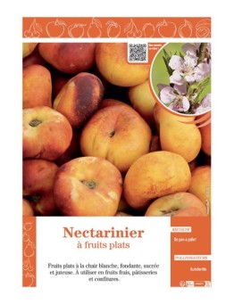 NECTARINIER à FRUITS PLATS