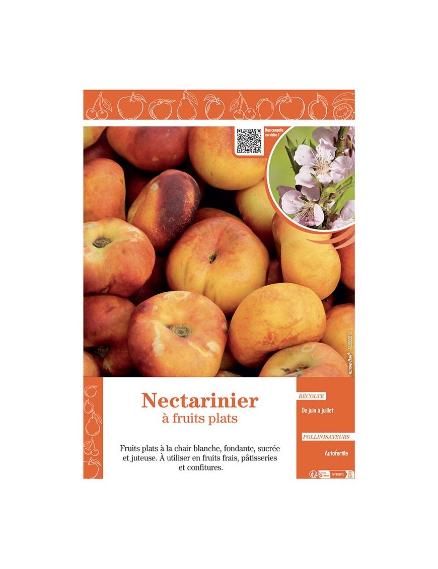 NECTARINIER à FRUITS PLATS