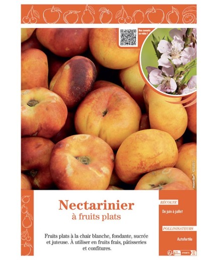 NECTARINIER à FRUITS PLATS