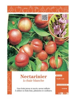 NECTARINIER à CHAIR BLANCHE