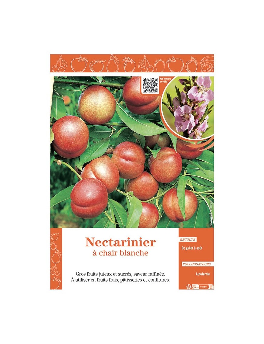 NECTARINIER à CHAIR BLANCHE