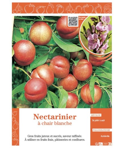 NECTARINIER à CHAIR BLANCHE