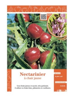 NECTARINIER à CHAIR JAUNE