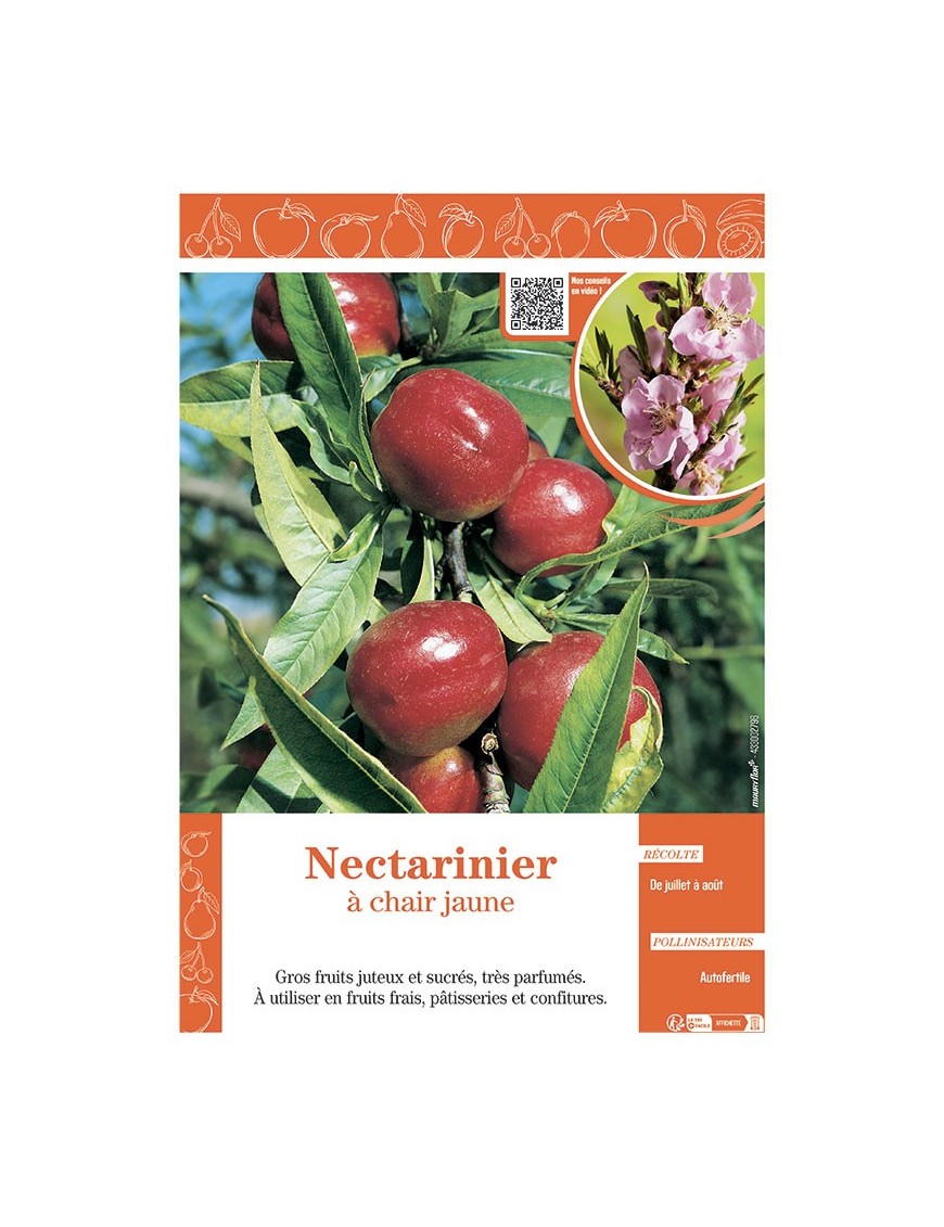 NECTARINIER à CHAIR JAUNE