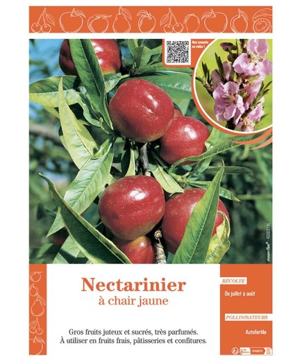 NECTARINIER à CHAIR JAUNE