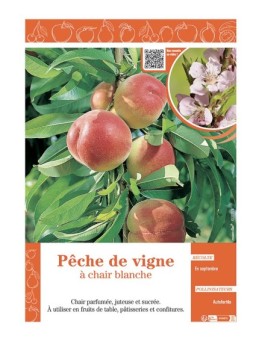 PÊCHER PÊCHE DE VIGNE à CHAIR BLANCHE