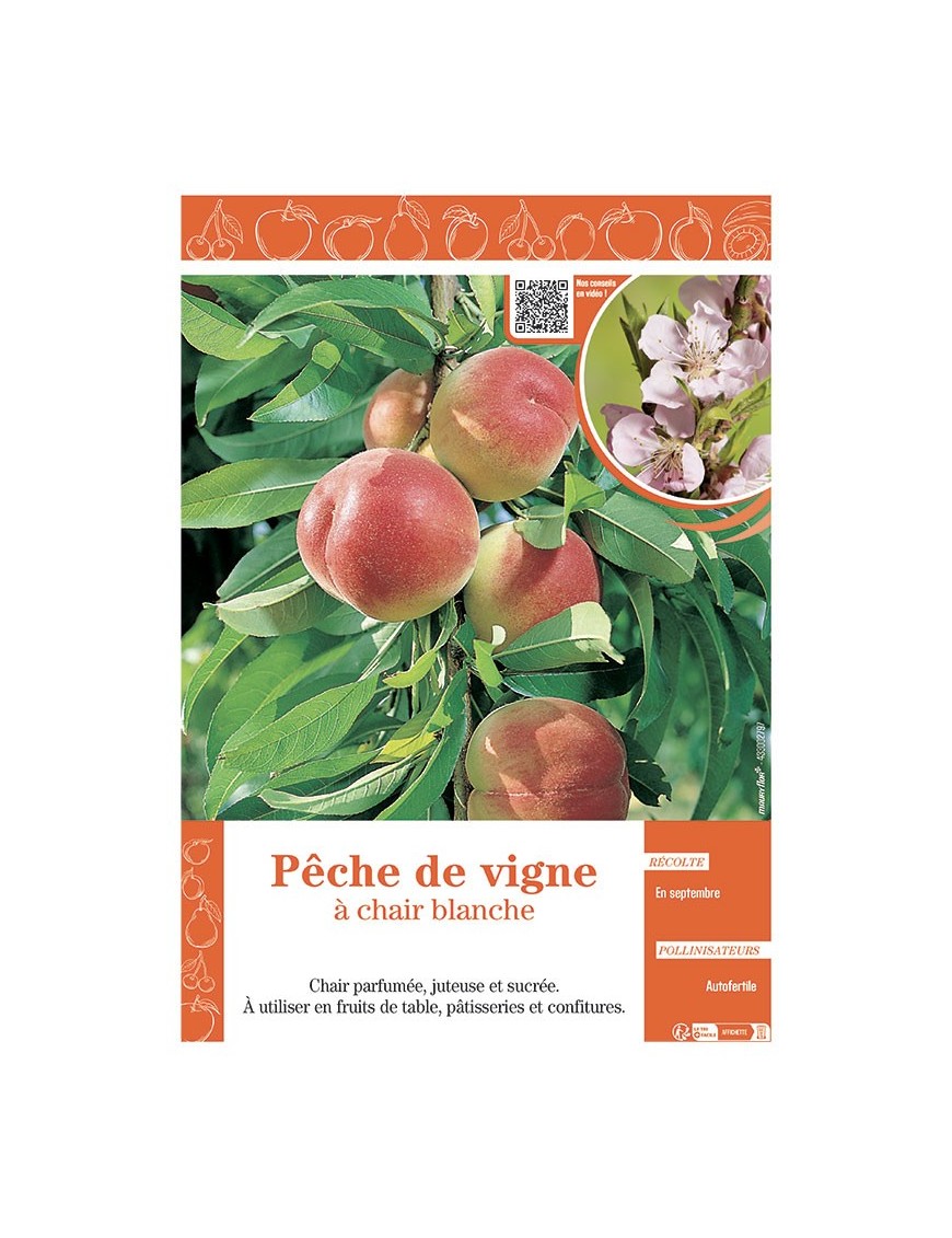 PÊCHER PÊCHE DE VIGNE à CHAIR BLANCHE