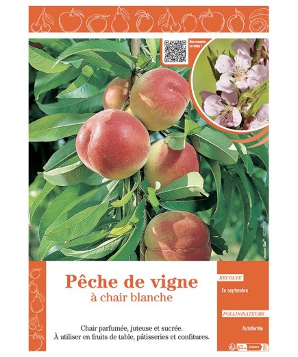 PÊCHER PÊCHE DE VIGNE à CHAIR BLANCHE