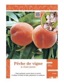 PÊCHER PÊCHE DE VIGNE à CHAIR JAUNE