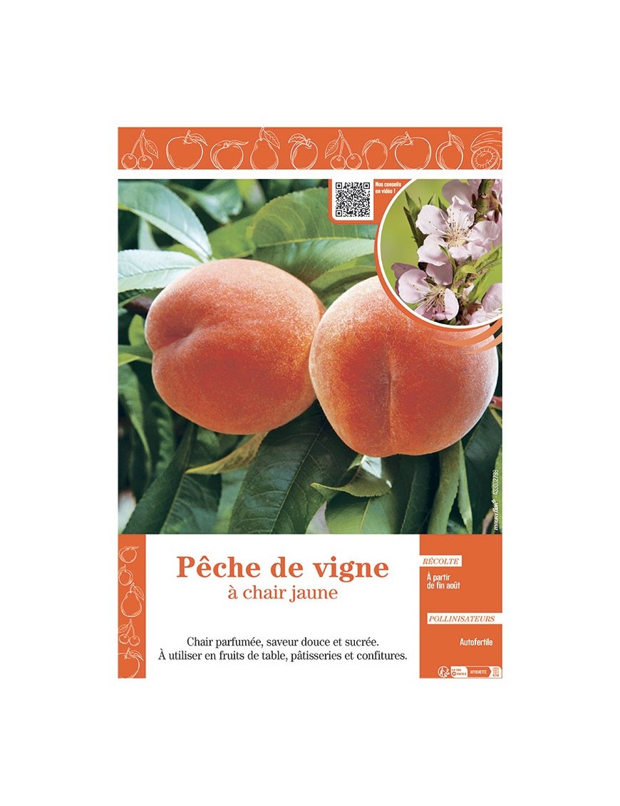 PÊCHER PÊCHE DE VIGNE à CHAIR JAUNE