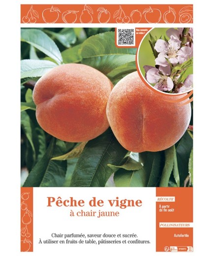 PÊCHER PÊCHE DE VIGNE à CHAIR JAUNE