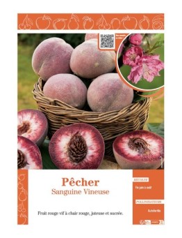 PÊCHER SANGUINE VINEUSE